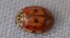 Harmonia quadripunctata
